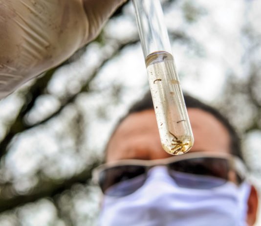 Paraná sinaliza tendência de queda nos casos de dengue
